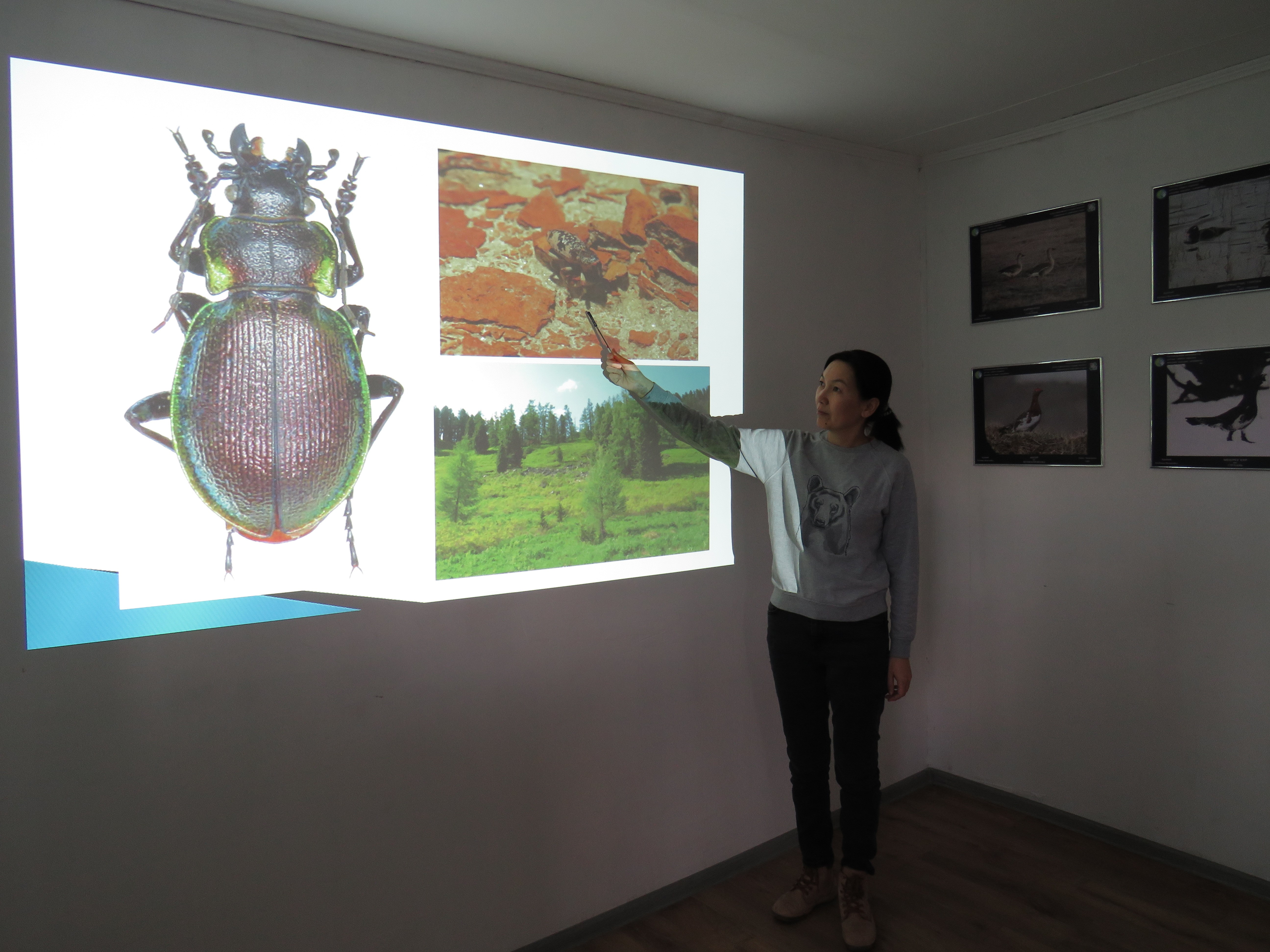 Beetles (Insecta, Coleoptera) of the Katon-Karagai State National Natural Park.
