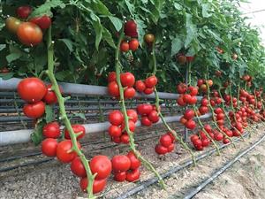 «Arman Develop» ЖШС жылыжайындағы ақылы практика