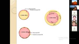 Языковая картина мира (ЯКМ): общая характеристика, типология, анализ