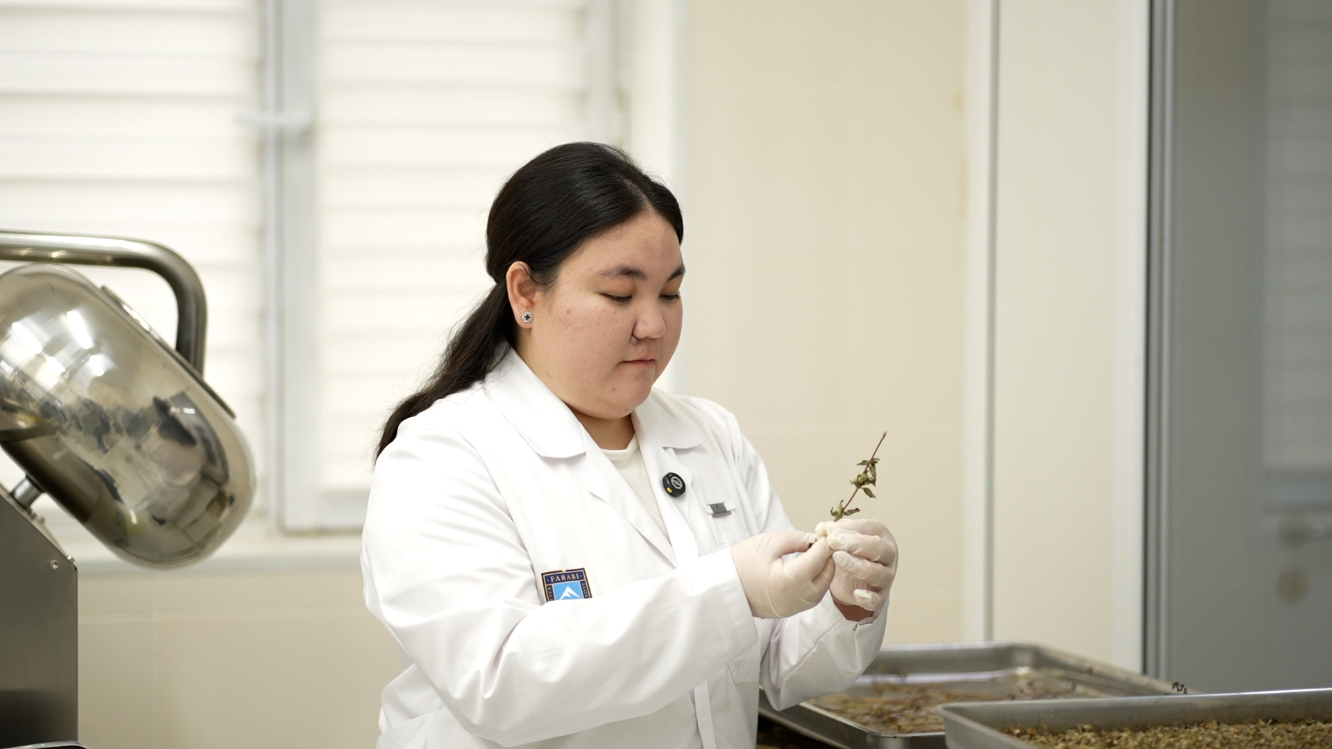 KazNU young scientist proved antidiabetic properties of chicory