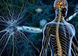 Neuroscience
